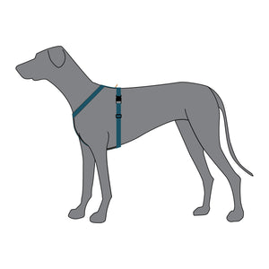 Anchor Dog Harness - On Dog